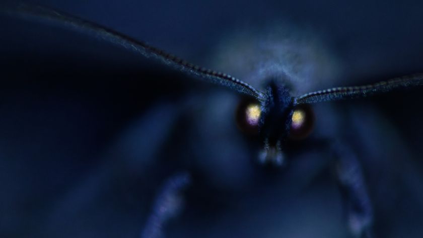 A dramatic, dark blue macro photograph of a moth&#039;s face, focusing sharply on its large, glowing yellow-and-red compound eyes in an otherwise blurred, nocturnal setting.