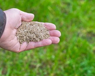 hand holding grass seed