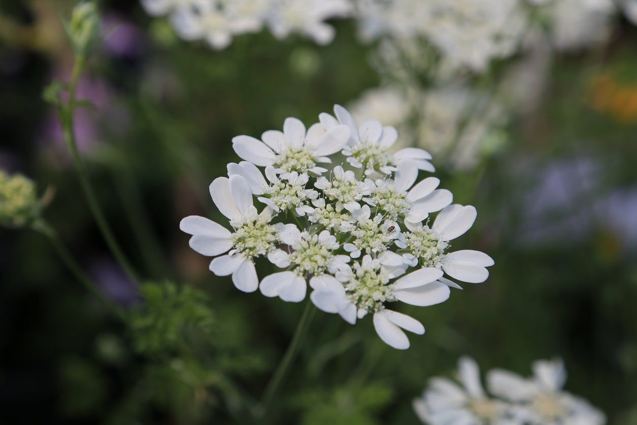 White Lace Flowers