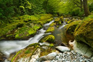 The Shimna River in Tollymore Forest Park in Northern Ireland.