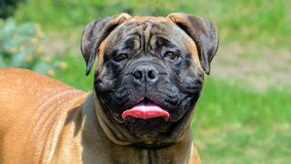 Close up of bullmastiff face