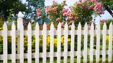 Rustic white picket fence with roses and other flowers in the background