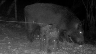 imagery of an adult wild boar and young on the great glen way