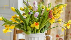 Spring flower displays in a white jug on table with daffodils and tulips to support the daffodil sap hack