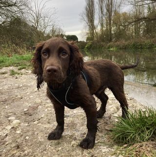 Wilf the cocker spaniel