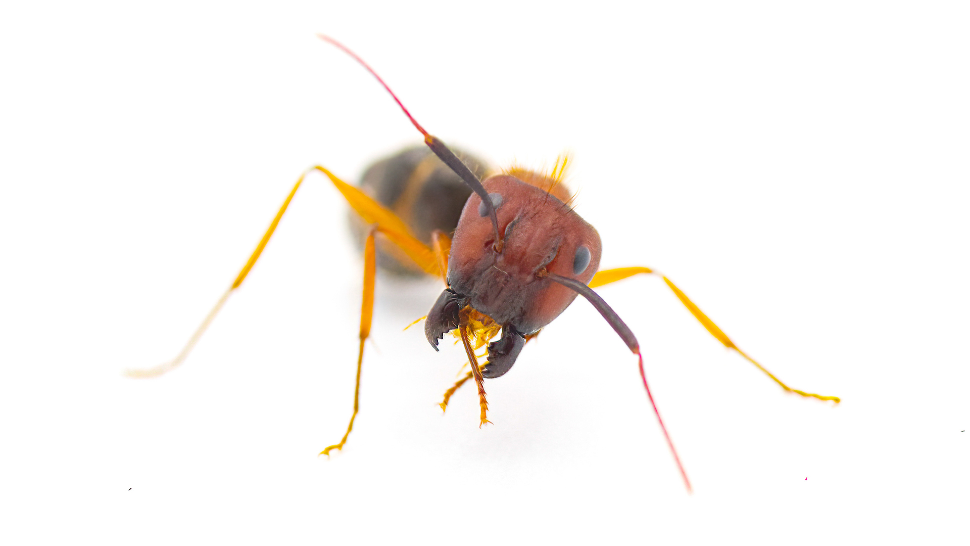 red and brown carpenter ant with yellow legs against a white background