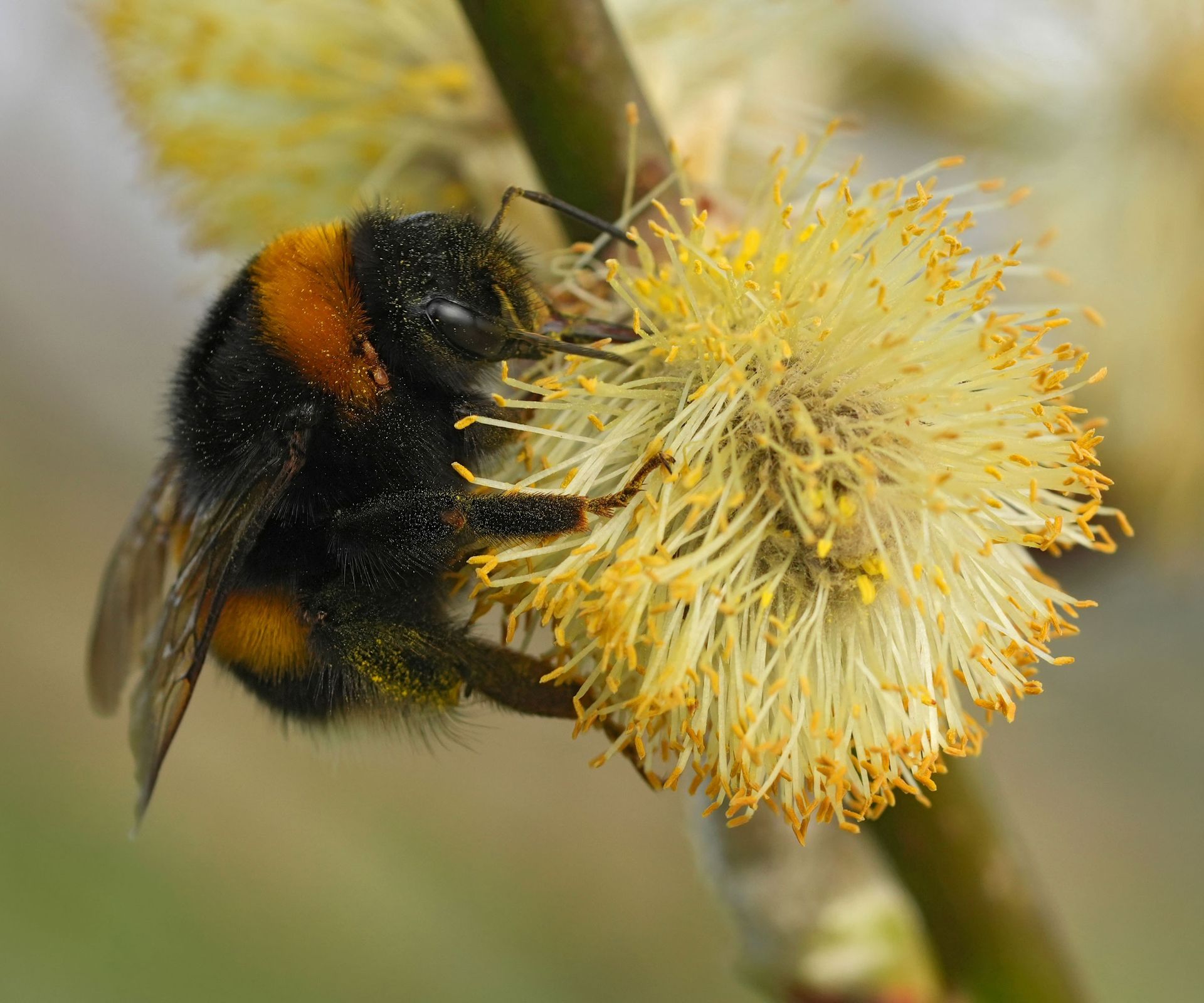 queen bumblebee sitting on yellow catkin flower