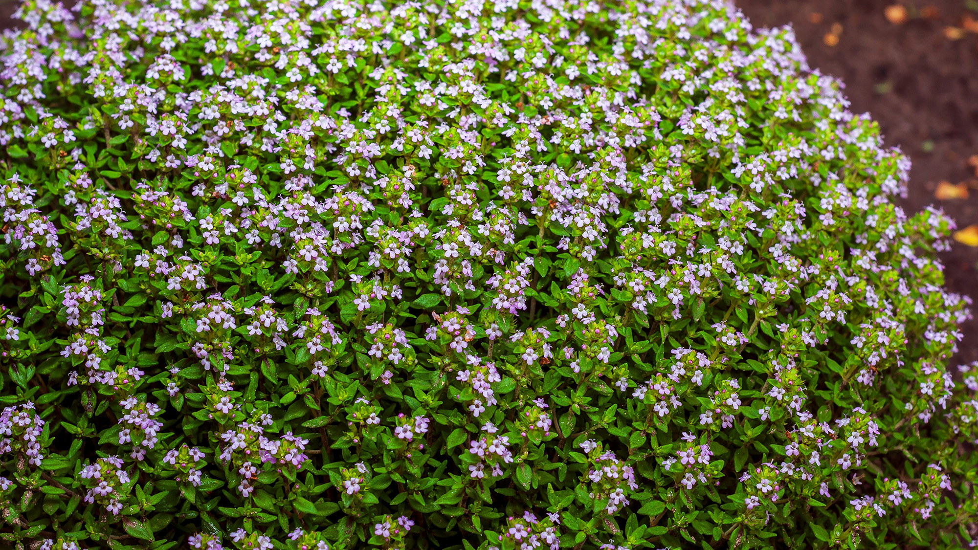 Creeping thyme