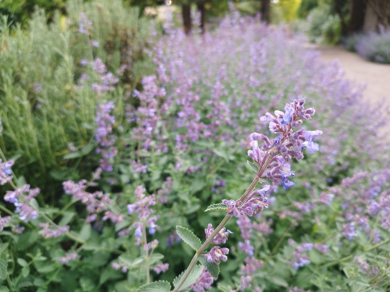 Photo taken on Redmi Note 11 Pro 5G