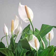 Peace lily houseplant covered with beautiful white blooms