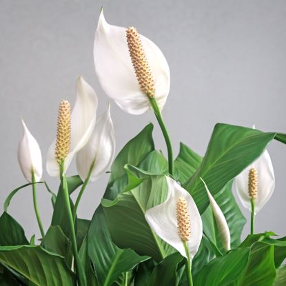 Peace lily houseplant covered with beautiful white blooms
