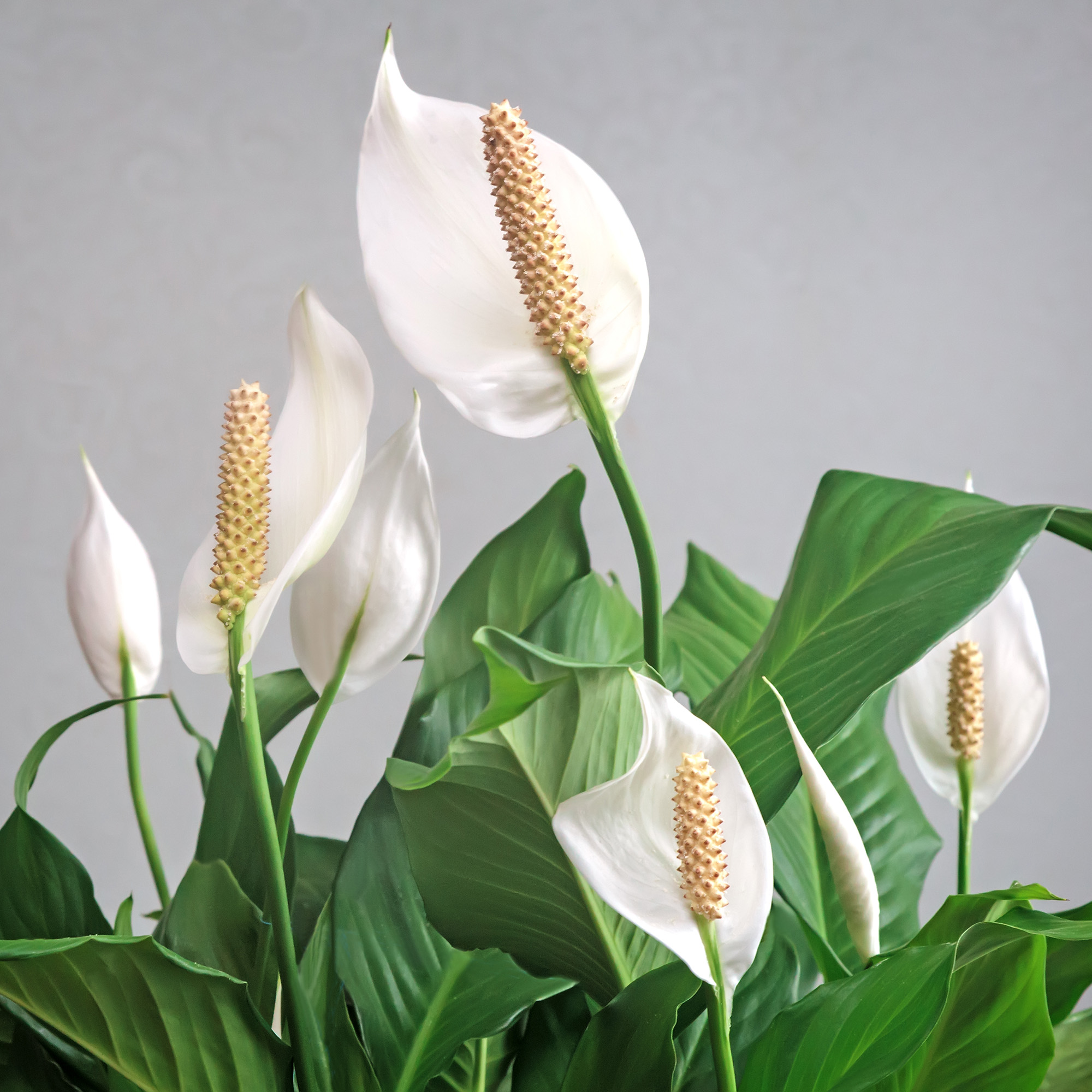 Peace lily houseplant covered with beautiful white blooms