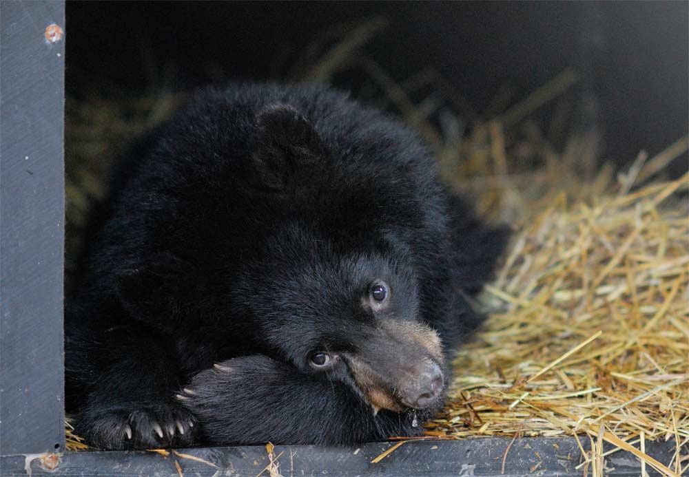 5 Hibernating Bears Let Scientists Peek Into Their Dens | Live Science