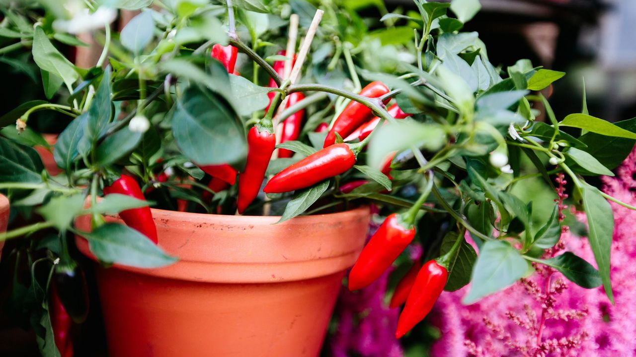 Red chilli plant growing in a terracotta pot