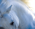 Bob_Langrish.Andalusian-hr.jpg