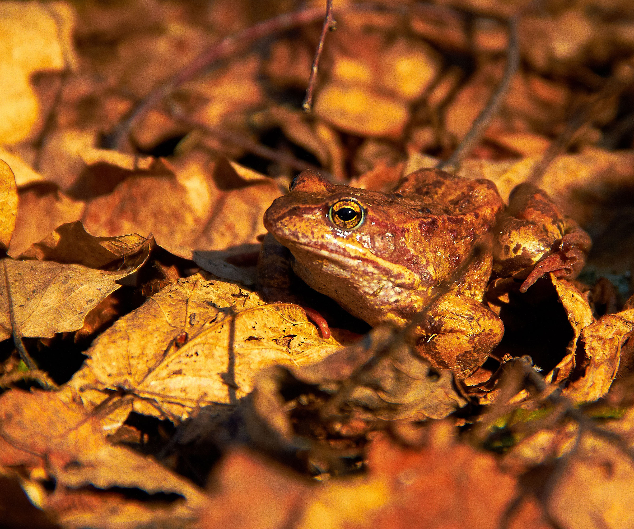 toad nestling in fall leaves