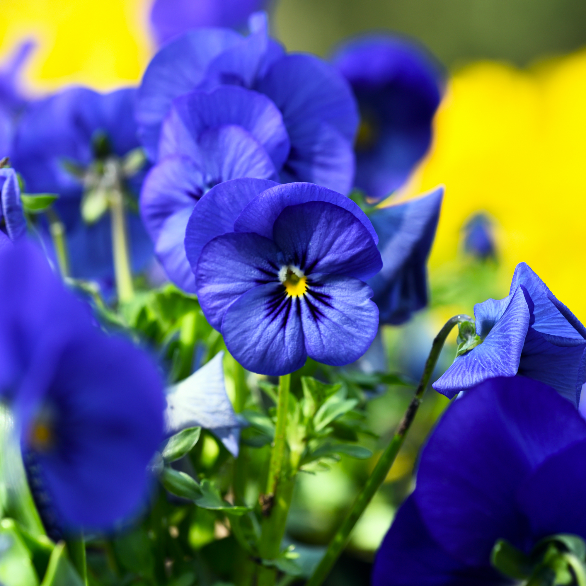 Blue pansies in the winter sunshine