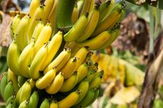zone 8 banana