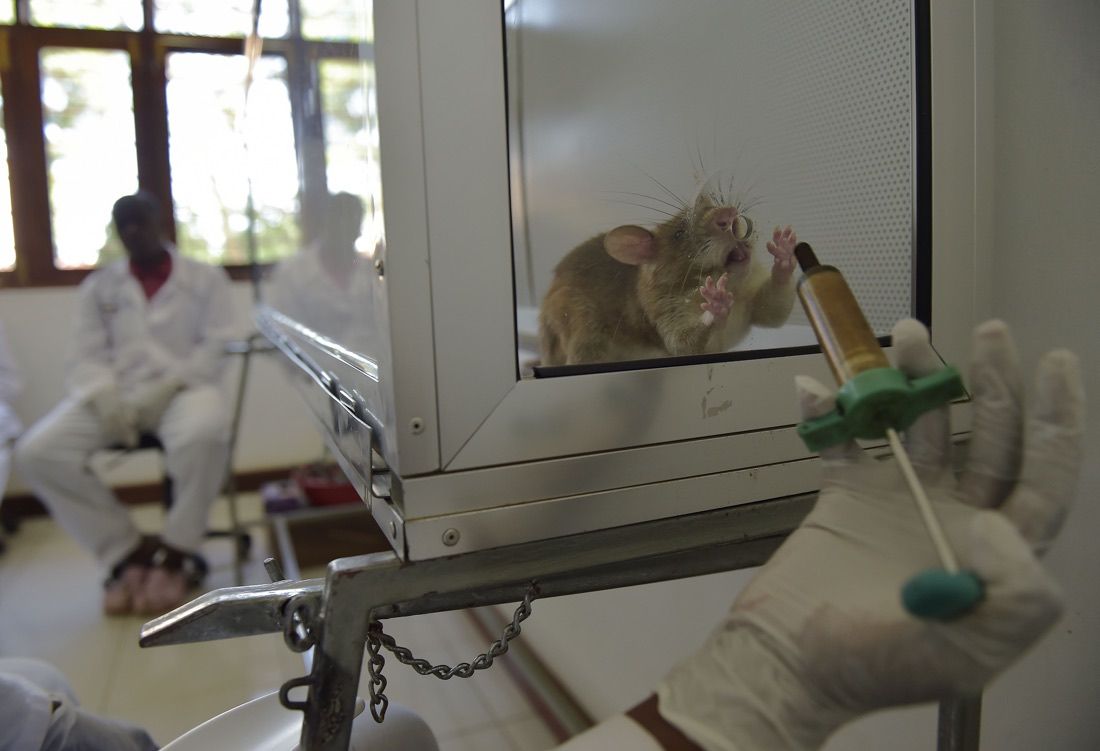 Lab technicians work with an African giant pouched rat at APOPO&#039;s training facility in Morogoro on June 16, 2016. APOPO trains rats to detect both tuberculosis and landmines at its facility. 