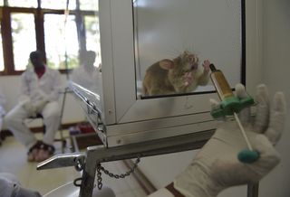 Lab technicians work with an African giant pouched rat at APOPO's training facility in Morogoro on June 16, 2016. APOPO trains rats to detect both tuberculosis and landmines at its facility. 
