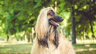 32 big dog breeds that make sensible pets