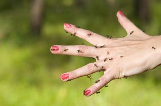 freaky medical conditions, ants, hand