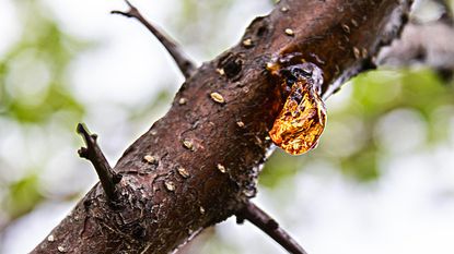 Christmas tree resin leaking from a branch