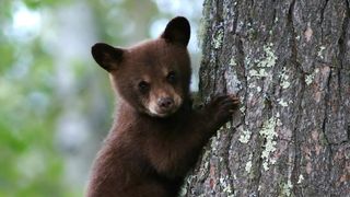 Black bear cub climbing tree in forest