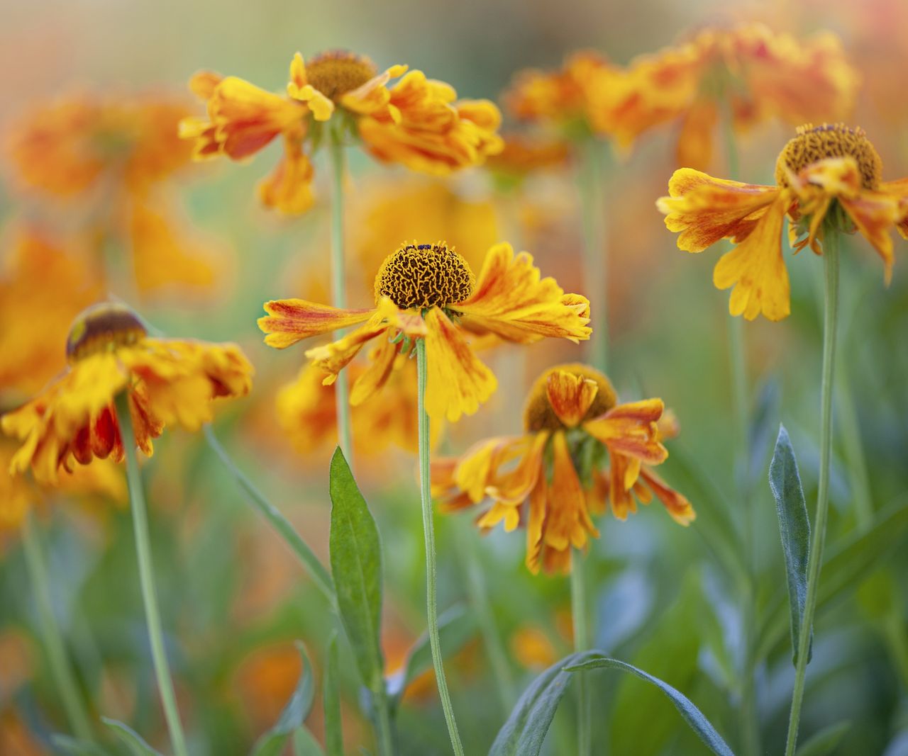 tall flowers perennials