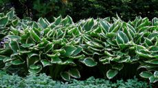 A patch of green hostas