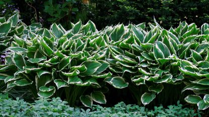 A patch of green hostas