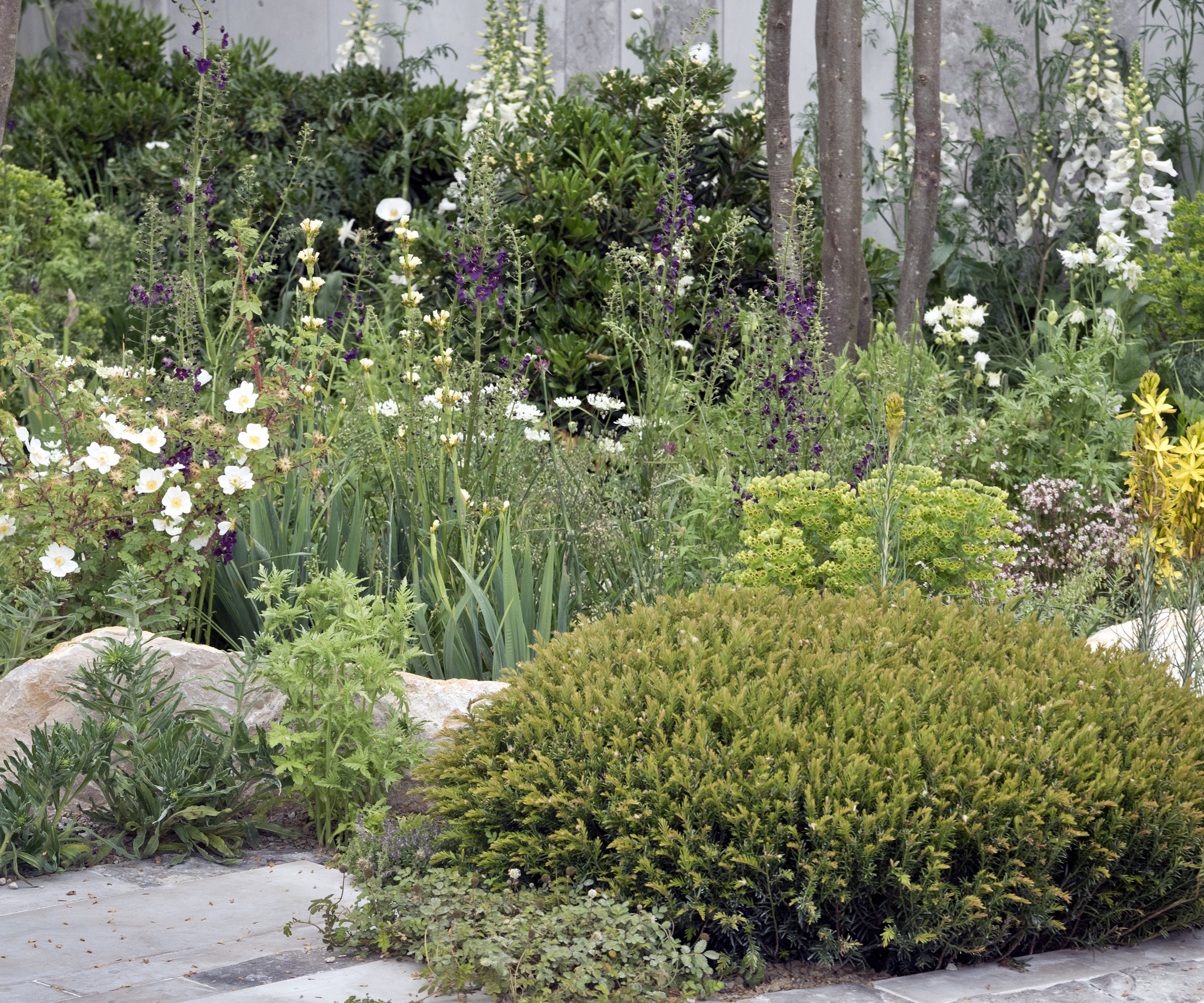 Low, rounded topiary bush, surrounded by dense perennial planting at RHS Chelsea Flower Show 2023