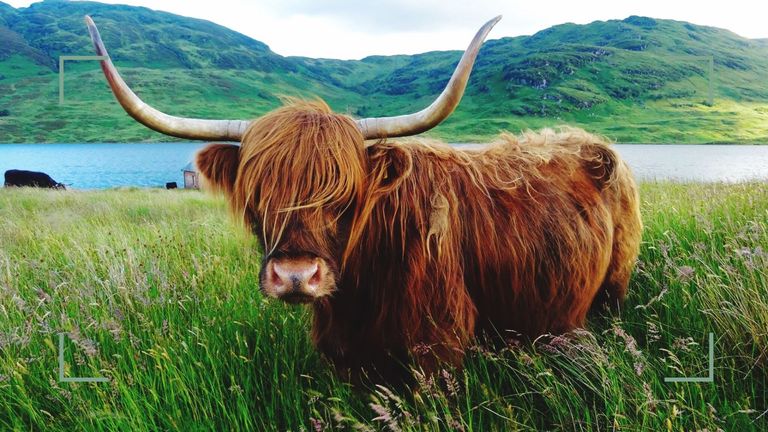 A highland cow pictured next to loch lomond, one of the best lochs to visit in scotland