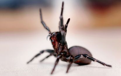 A deadly funnel web spider