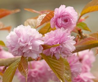 pink blossom on a prunus ‘Kiku-Shidare-Zakura’