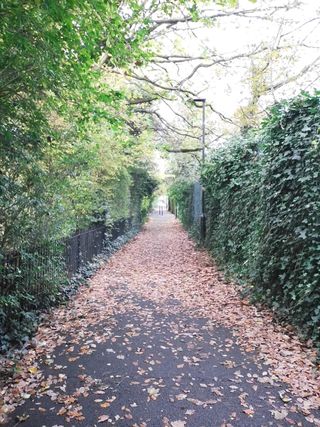 Tree and shrub lined path