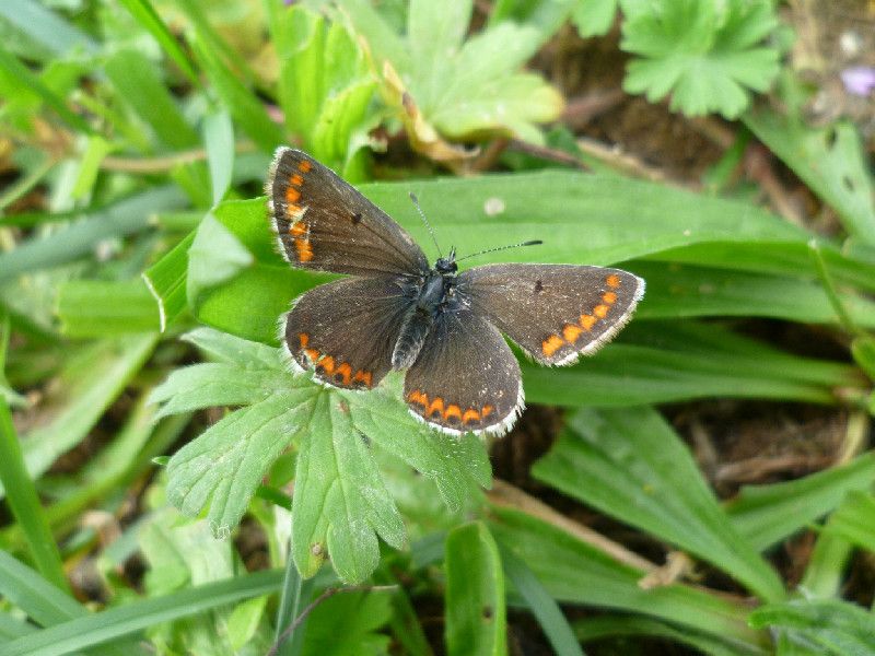 Warming has allowed the brown argus butterfly to rapidly expand its range in England and Wales.