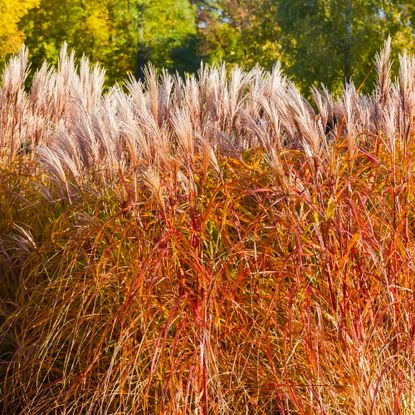 Maiden grass in fall