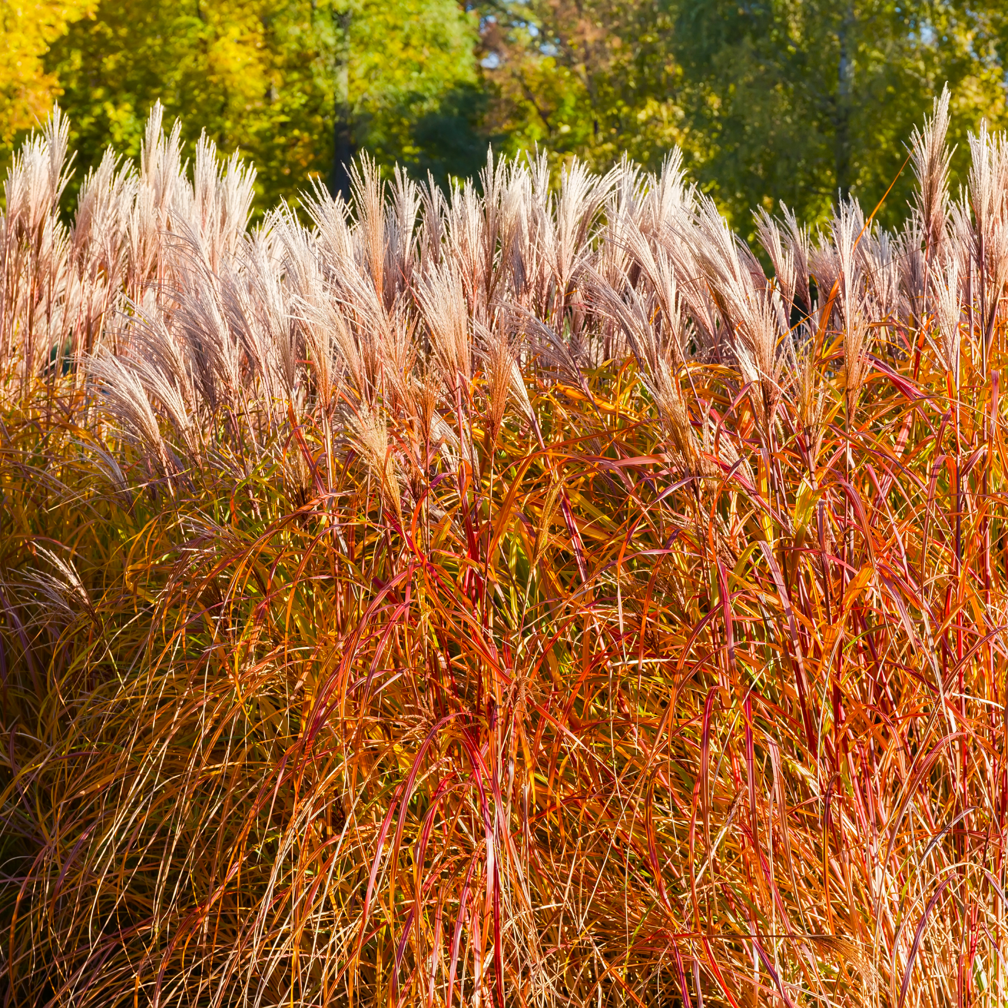 Maiden grass in fall