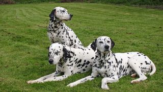 3 dalmatians on lawn