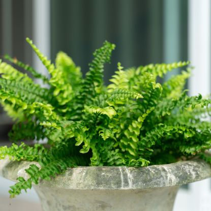 Boston fern in stone container outside