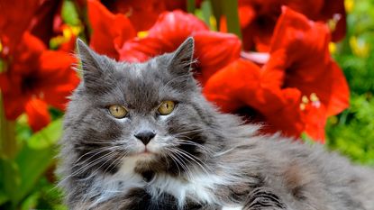 red amaryllis flowers with reclining pet cat