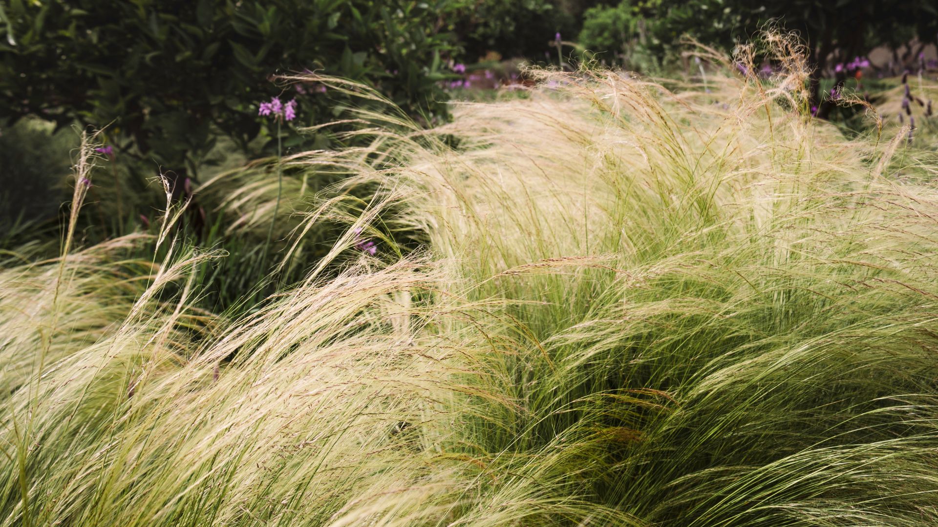 picture of stipa growing long in garden