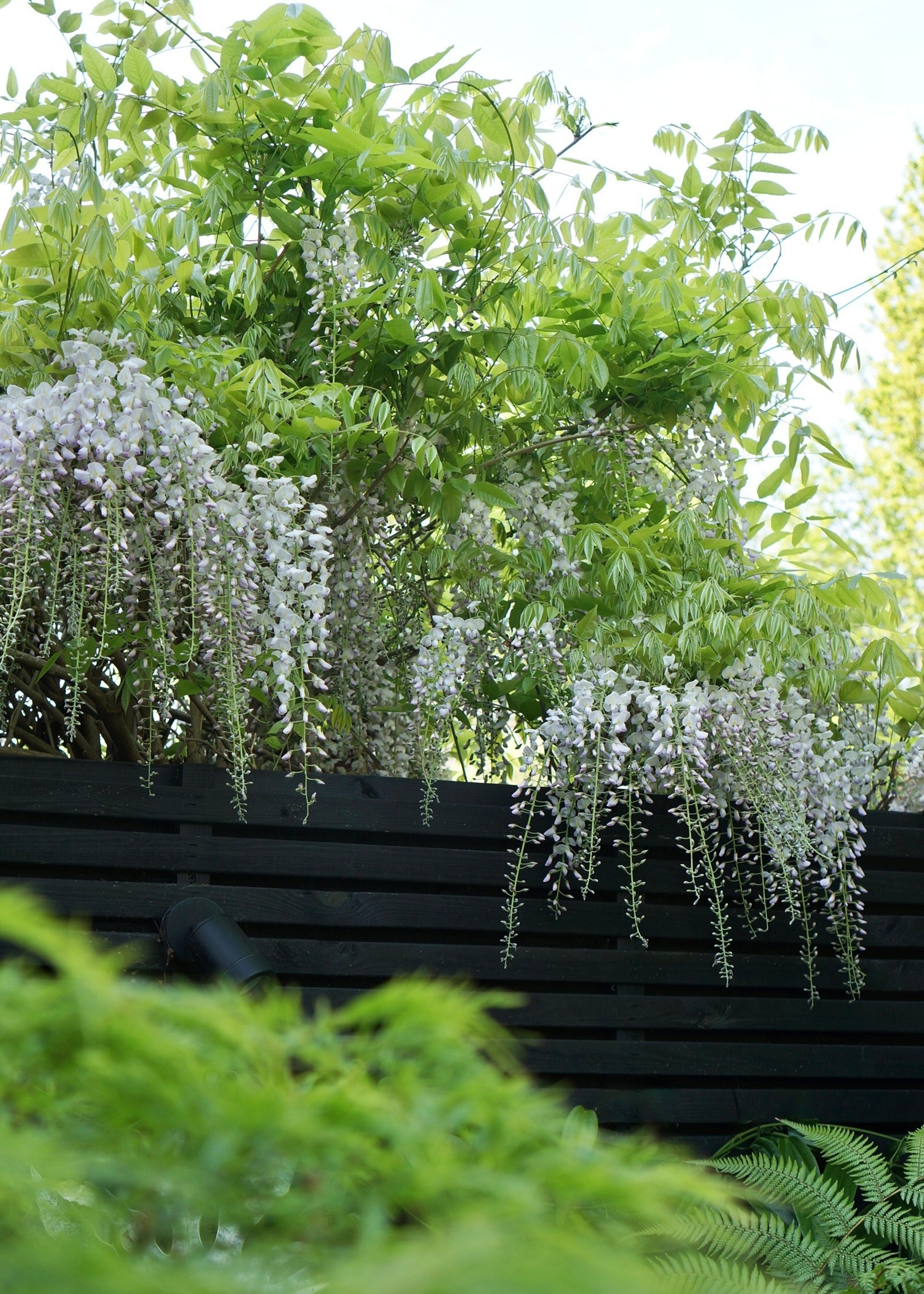 wisteria hanging over a black wooden fence