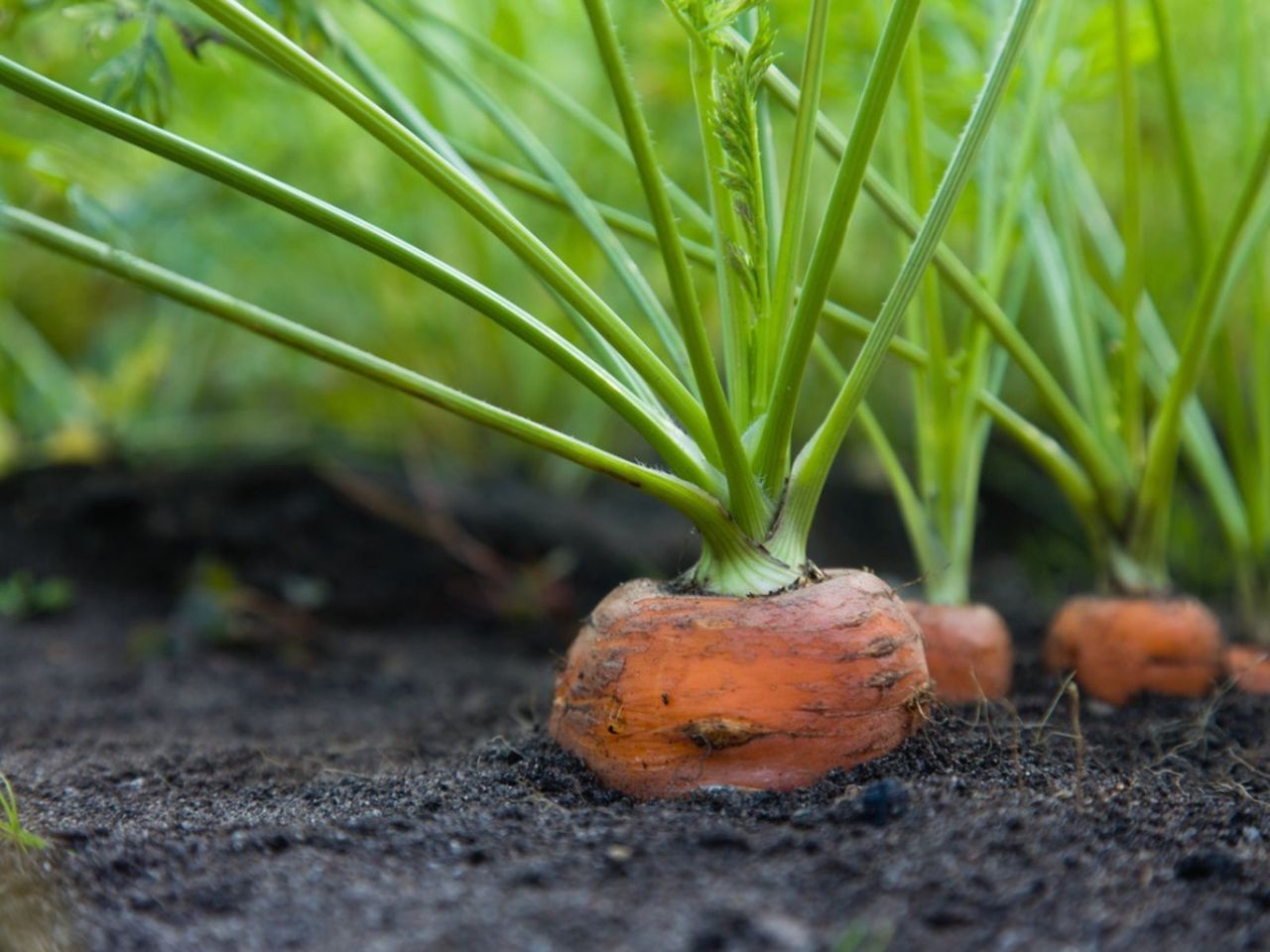 Powdery Mildew On Carrots In The Garden