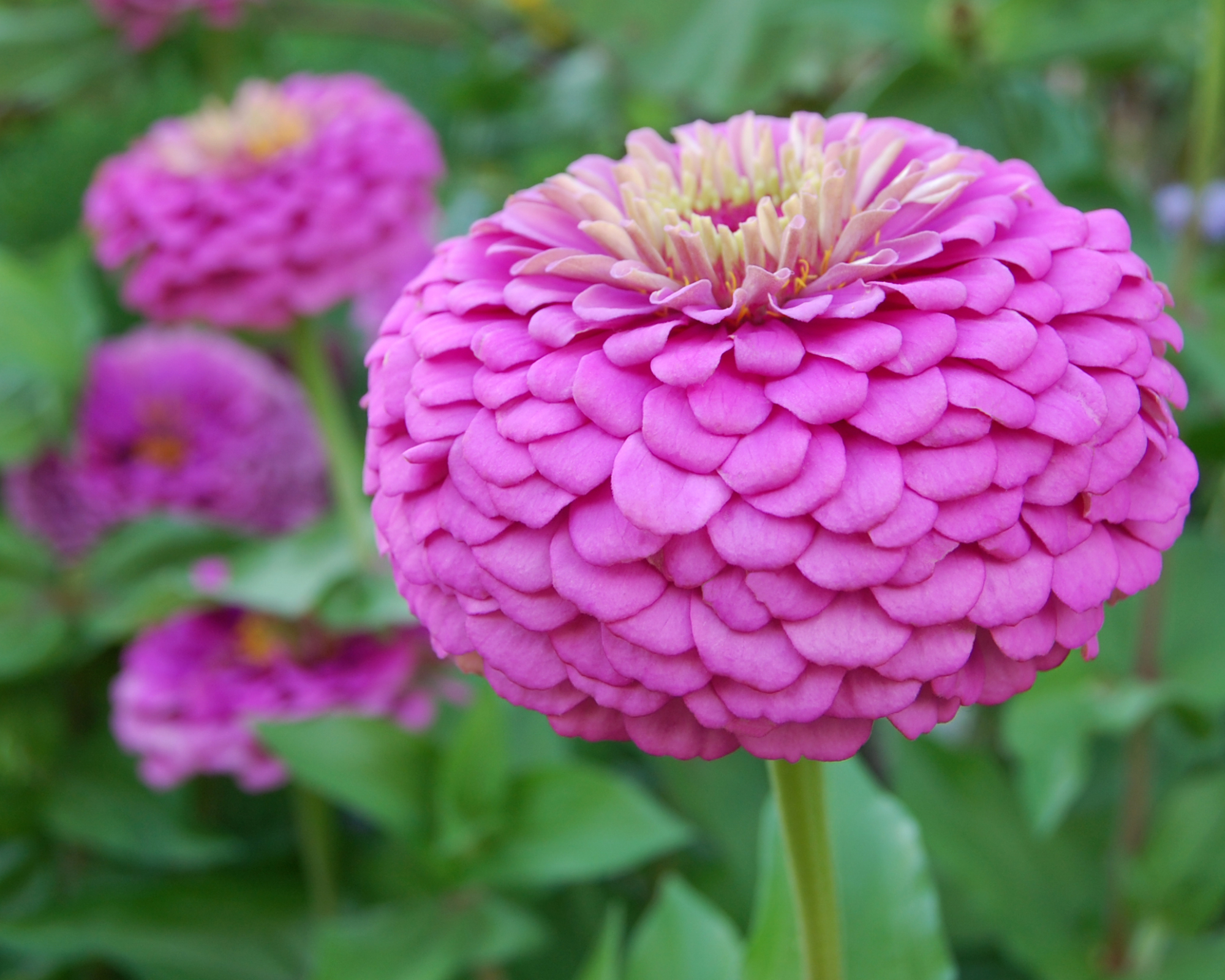 Zinnia Bernary's Giant Mix flowers growing in a garden border