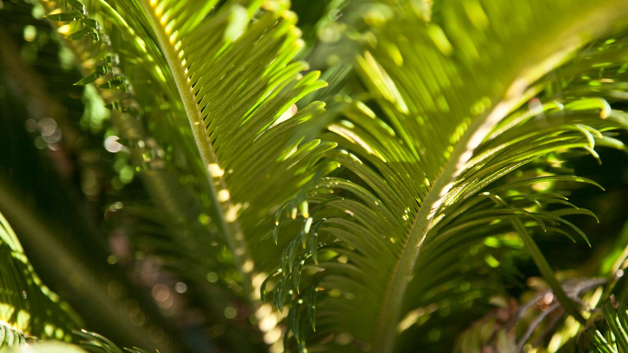 Sago palm plant outdoors