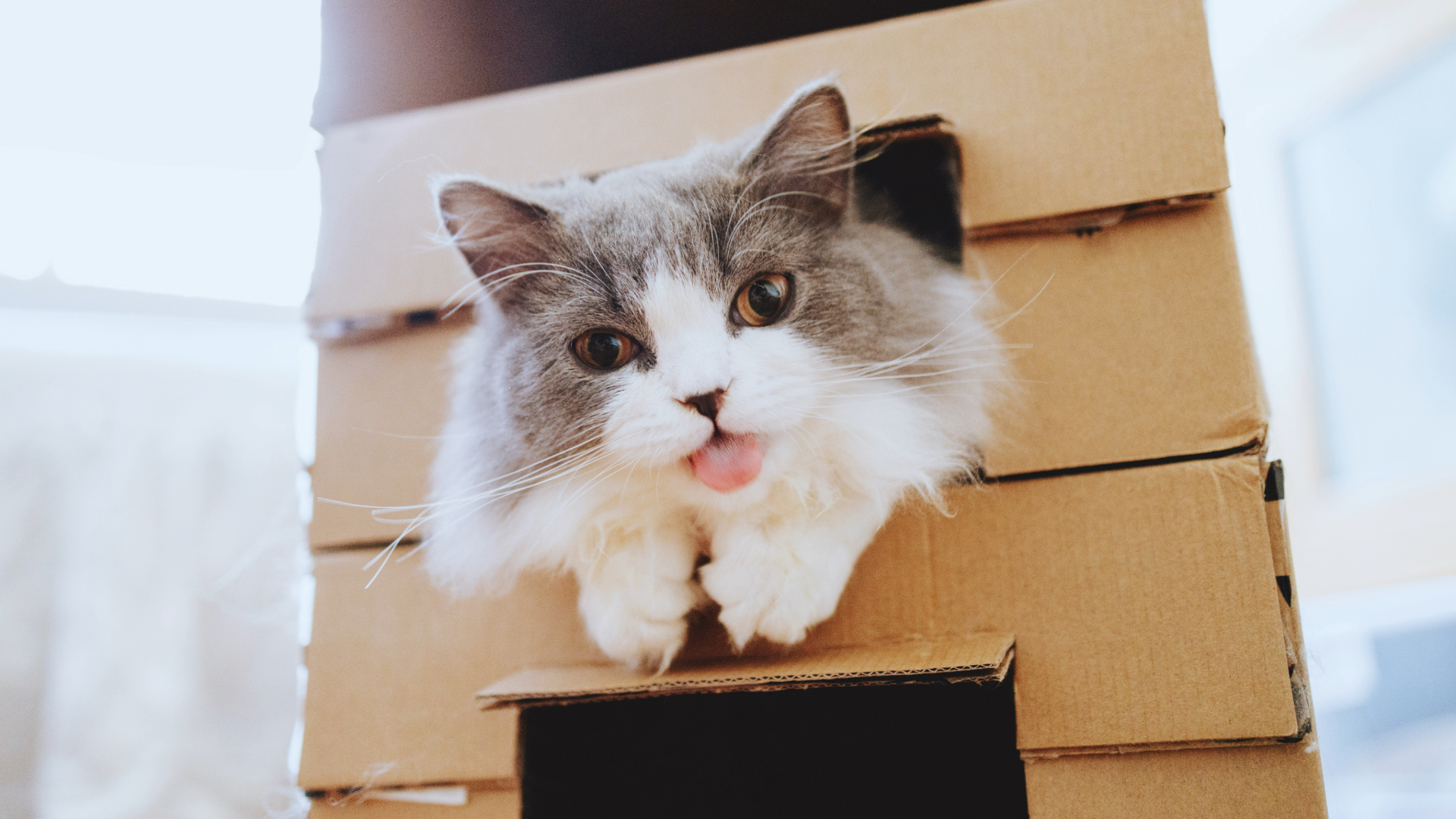 Cat sticking its head out of a hole in a box while sticking out its tongue