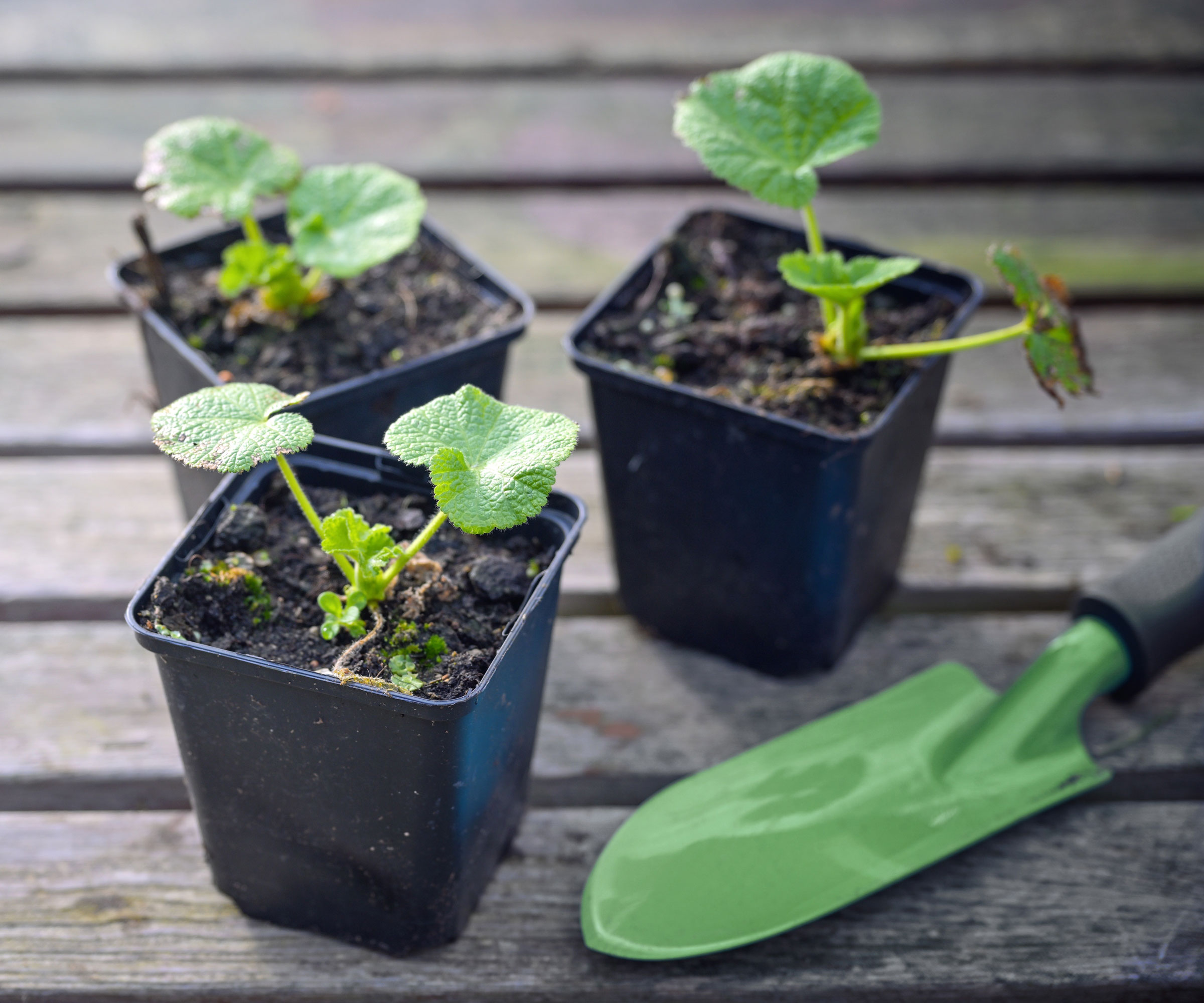 hollyhock seedlings in pots with trowel
