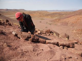In what appears to be a desert a man kneels down, looking at a fossil below.